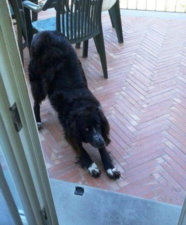 Maschietto di 1 anno. Buonissimo, taglia medio piccola, visibile a Vicchio (FI). 